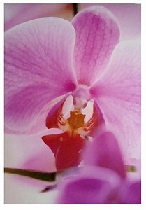 Wandbild Orchidee rosa